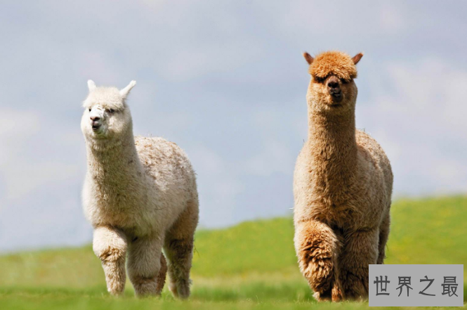 世界上最萌的动物排名，全球漂亮可爱的动物 