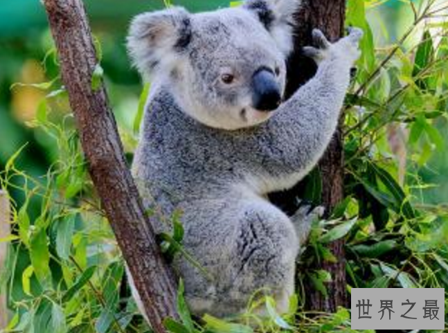 世界上最萌的动物排名，全球漂亮可爱的动物 