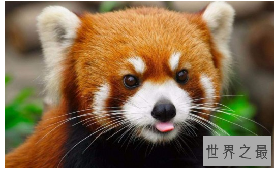 世界上最萌的动物排名，全球漂亮可爱的动物 