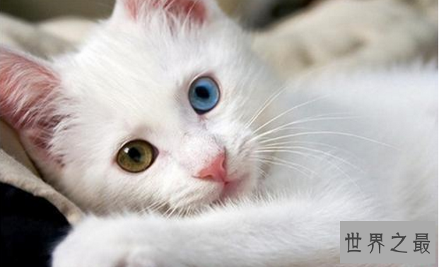 世界上最萌的动物排名，全球漂亮可爱的动物 