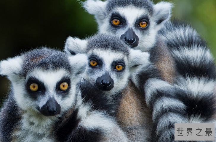 世界上最萌的动物排名，全球漂亮可爱的动物 