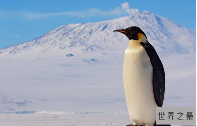 世界上最萌的动物排名，全球漂亮可爱的动物 