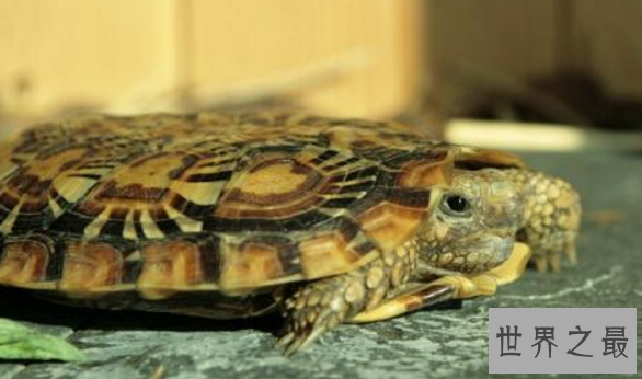 十大难养的陆龟,最难养的陆龟养大不易不适合新手养!