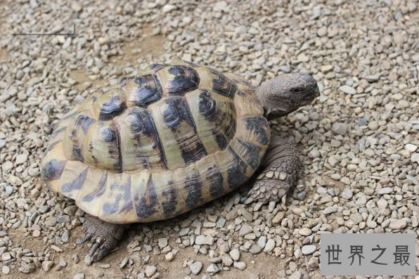 十大难养的陆龟,最难养的陆龟养大不易不适合新手养!