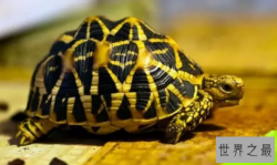 十大难养的陆龟，最难养的陆龟养大不易不适合新手养!