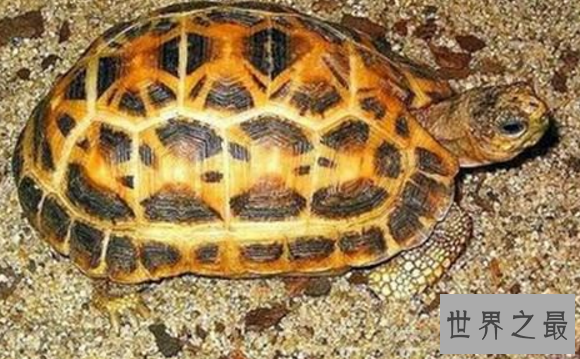 十大难养的陆龟,最难养的陆龟养大不易不适合新手养!