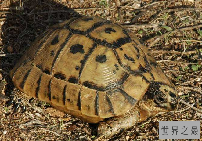十大难养的陆龟,最难养的陆龟养大不易不适合新手养!