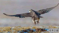 最贵的10种观赏鸟，第一价值100万是土豪们养的宠物鸟