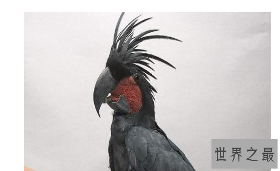 最贵的10种观赏鸟，第一价值100万是土豪们养的宠物鸟