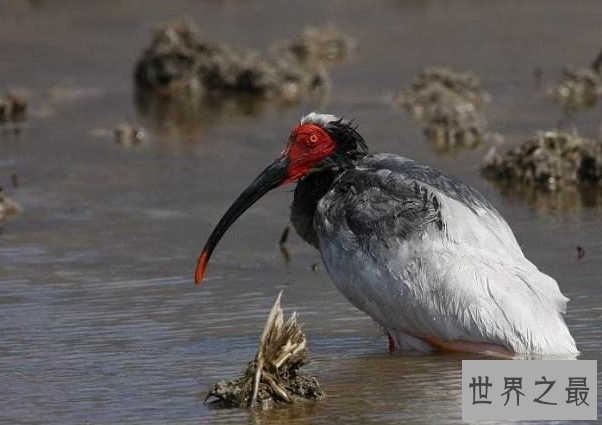 最贵的10种观赏鸟，第一价值100万是土豪们养的宠物鸟