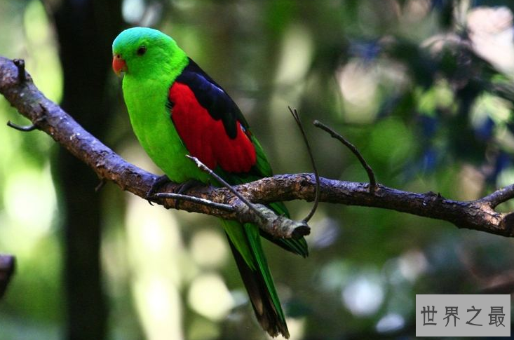 最贵的10种观赏鸟，第一价值100万是土豪们养的宠物鸟