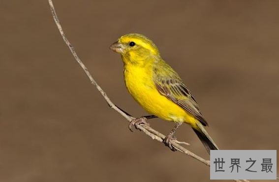 最贵的10种观赏鸟，第一价值100万是土豪们养的宠物鸟