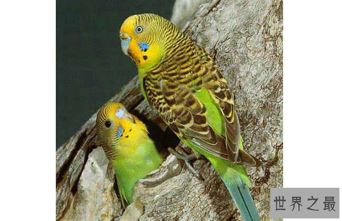 最贵的10种观赏鸟，第一价值100万是土豪们养的宠物鸟