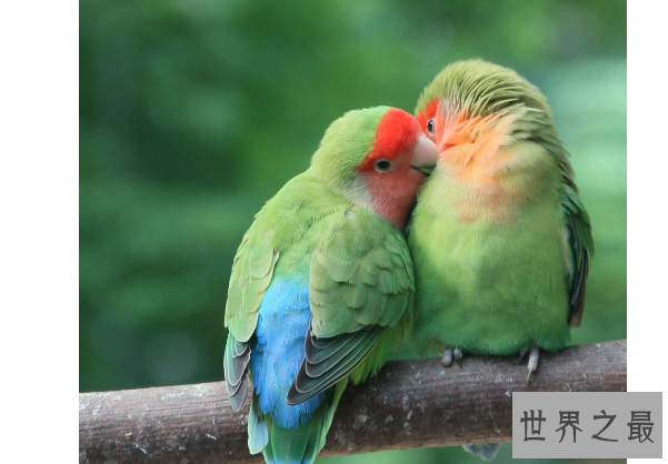 最贵的10种观赏鸟，第一价值100万是土豪们养的宠物鸟