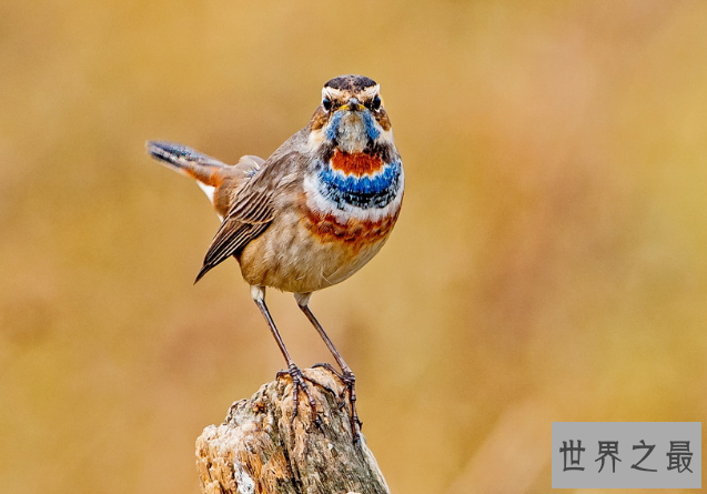 观赏鸟十大鸣鸟排名，最受欢迎的鸟长得漂亮声音好听