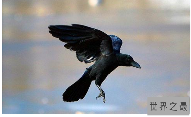 观赏鸟十大鸣鸟排名，最受欢迎的鸟长得漂亮声音好听