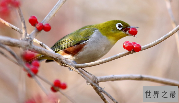 观赏鸟十大鸣鸟排名，最受欢迎的鸟长得漂亮声音好听