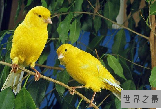 观赏鸟十大鸣鸟排名，最受欢迎的鸟长得漂亮声音好听