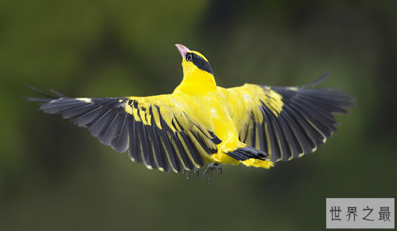 观赏鸟十大鸣鸟排名，最受欢迎的鸟长得漂亮声音好听