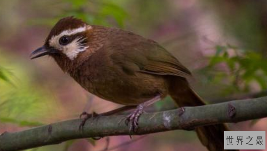 观赏鸟十大鸣鸟排名，最受欢迎的鸟长得漂亮声音好听