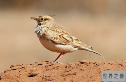 观赏鸟十大鸣鸟排名，最受欢迎的鸟长得漂亮声音好听