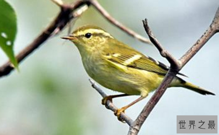 观赏鸟十大鸣鸟排名，最受欢迎的鸟长得漂亮声音好听