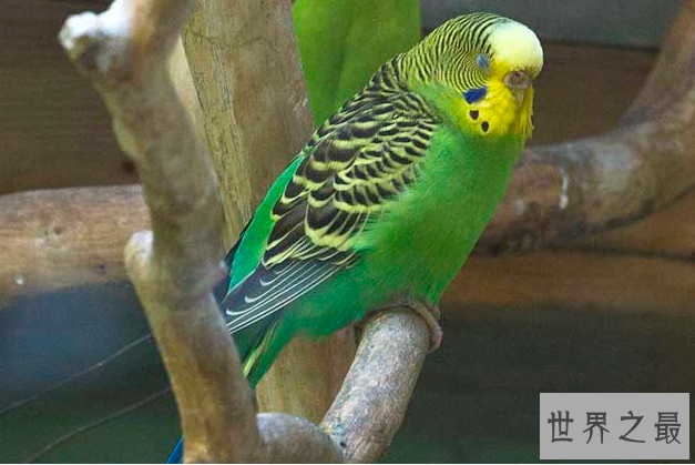 观赏鸟十大鸣鸟排名，最受欢迎的鸟长得漂亮声音好听