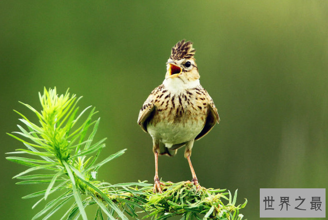 观赏鸟十大鸣鸟排名，最受欢迎的鸟长得漂亮声音好听