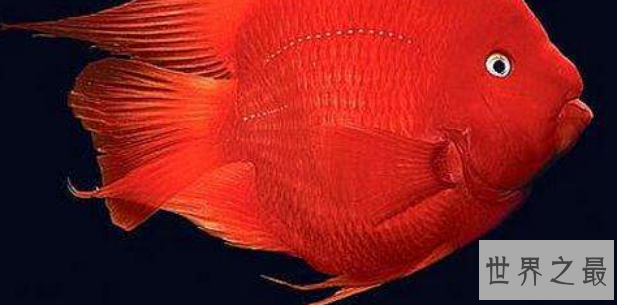 十种最漂亮的热带鱼,世界上最美的热带鱼(附图片)