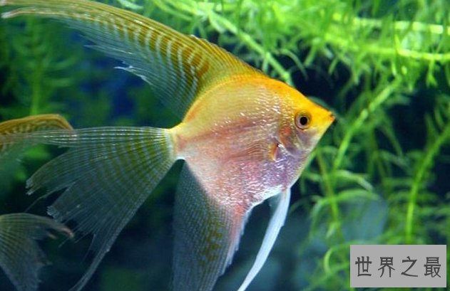 十种最漂亮的热带鱼,世界上最美的热带鱼(附图片)