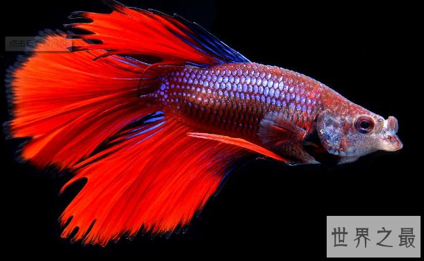 十种最漂亮的热带鱼,世界上最美的热带鱼(附图片)