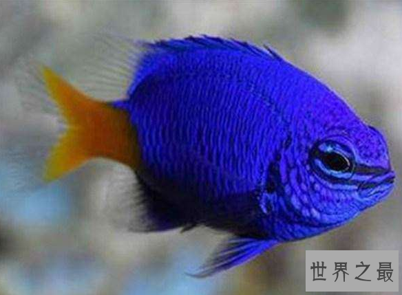 十种最漂亮的热带鱼,世界上最美的热带鱼(附图片)