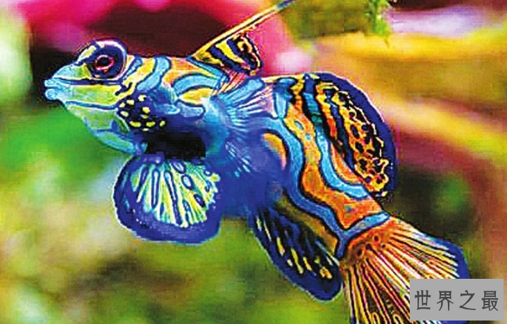 十种最漂亮的热带鱼,世界上最美的热带鱼(附图片)