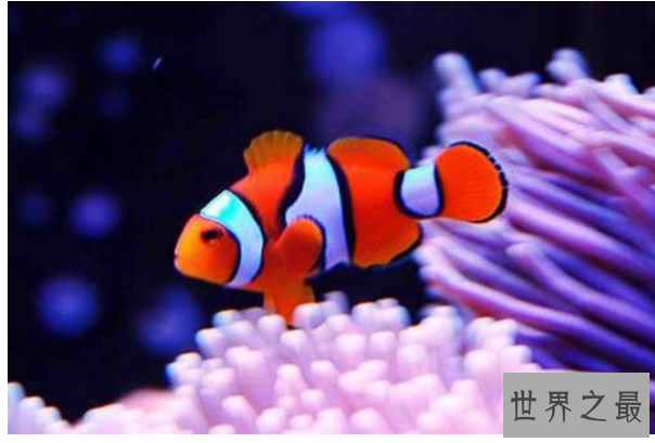 十种最漂亮的热带鱼,世界上最美的热带鱼(附图片)