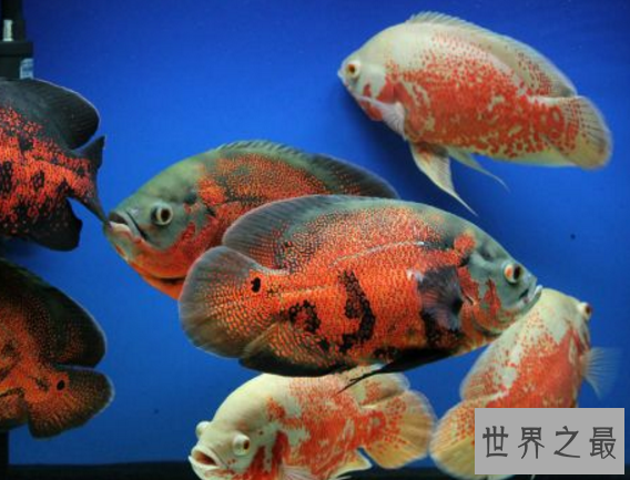 十种最漂亮的热带鱼,世界上最美的热带鱼(附图片)