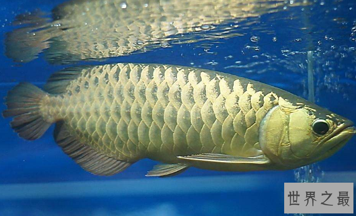 十种最漂亮的热带鱼,世界上最美的热带鱼(附图片)