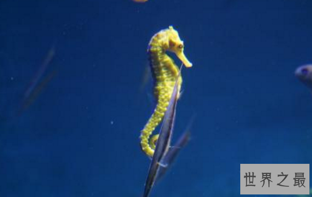 十种最漂亮的热带鱼,世界上最美的热带鱼(附图片)