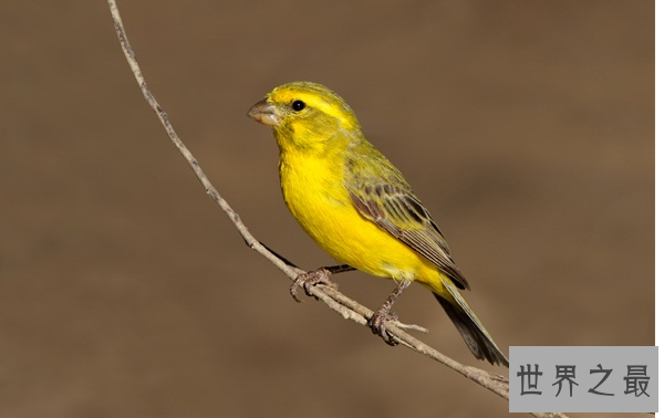 十大笼养鸟，大家最爱养的宠物鸟在这