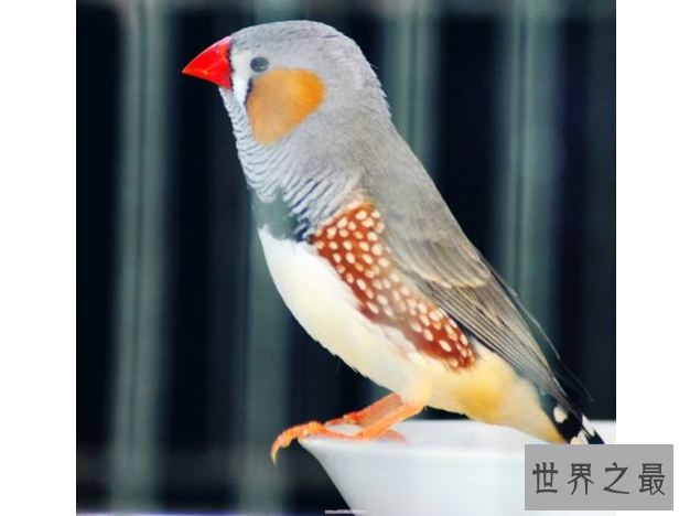 十大笼养鸟，大家最爱养的宠物鸟在这