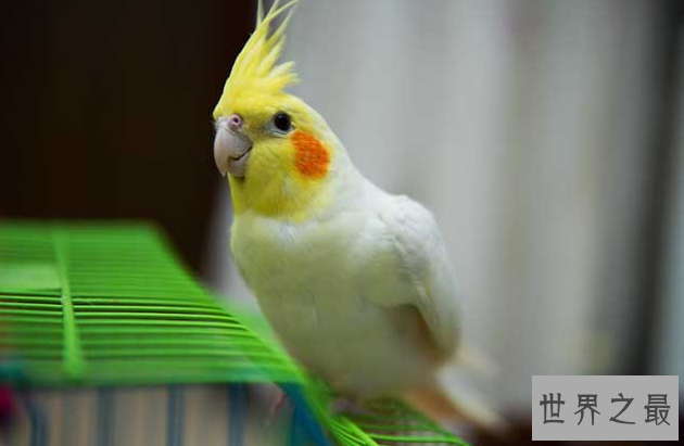 十大笼养鸟，大家最爱养的宠物鸟在这