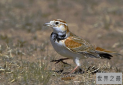 十大笼养鸟，大家最爱养的宠物鸟在这