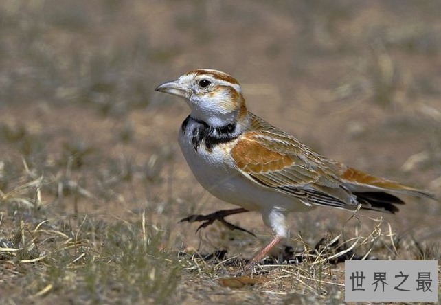 十大笼养鸟，大家最爱养的宠物鸟在这