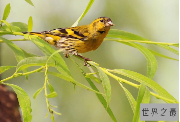 十大笼养鸟，大家最爱养的宠物鸟在这
