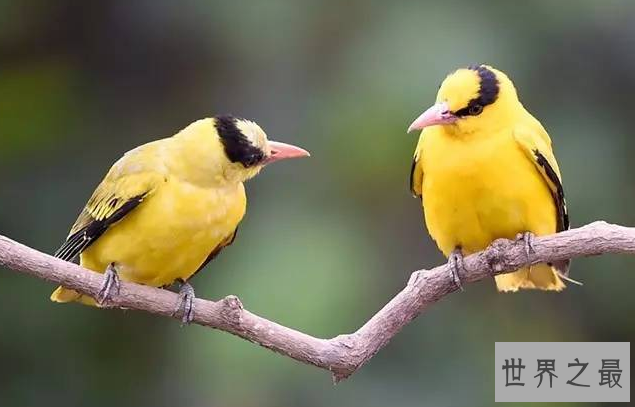 十大笼养鸟，大家最爱养的宠物鸟在这