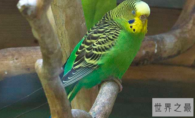 十大笼养鸟，大家最爱养的宠物鸟在这