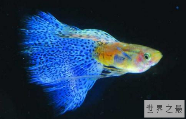 十大养不死的热带鱼：适合新手养的热带鱼观赏鱼