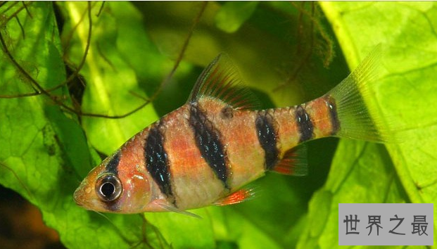 十大养不死的热带鱼：适合新手养的热带鱼观赏鱼