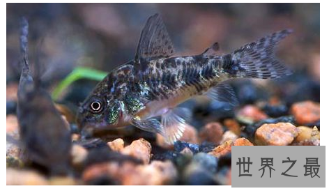 十大养不死的热带鱼：适合新手养的热带鱼观赏鱼