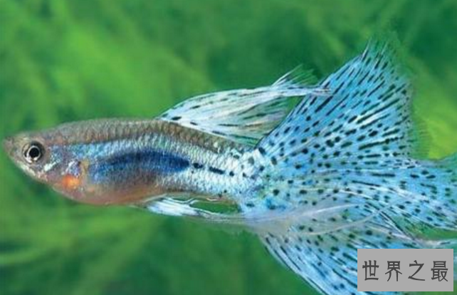 十大养不死的热带鱼：适合新手养的热带鱼观赏鱼