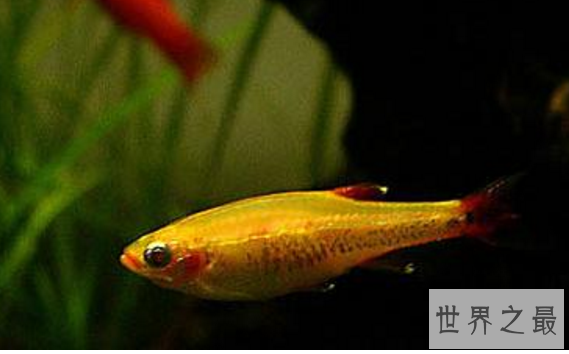 十大养不死的热带鱼：适合新手养的热带鱼观赏鱼